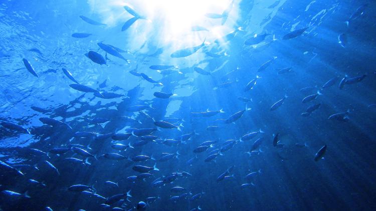 Diselenggarakan bersama  oleh Partnerships in Environmental Management for the Seas of East Asia  dan  Kementerian Sumber Daya Alam Tiongkok serta Pemerintah Rakyat Kota Xiamen
