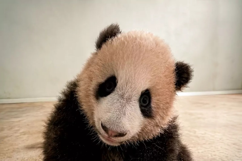 Mulai Akhir Mei, Bayi Panda Raksasa Rio Siap Diperkenalkan ke Publik