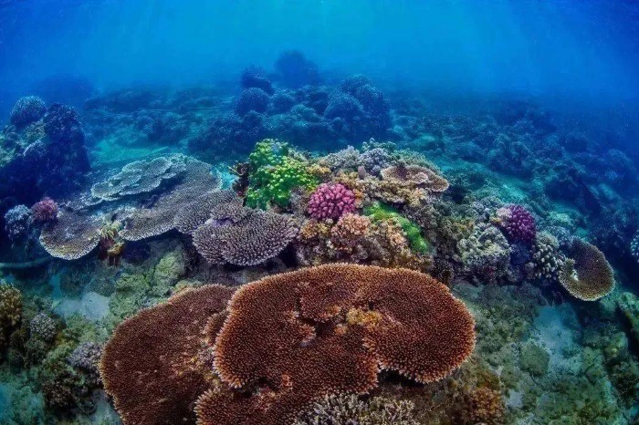 Gerombolan ikan kecil berenang bebas di air biru kehijauan