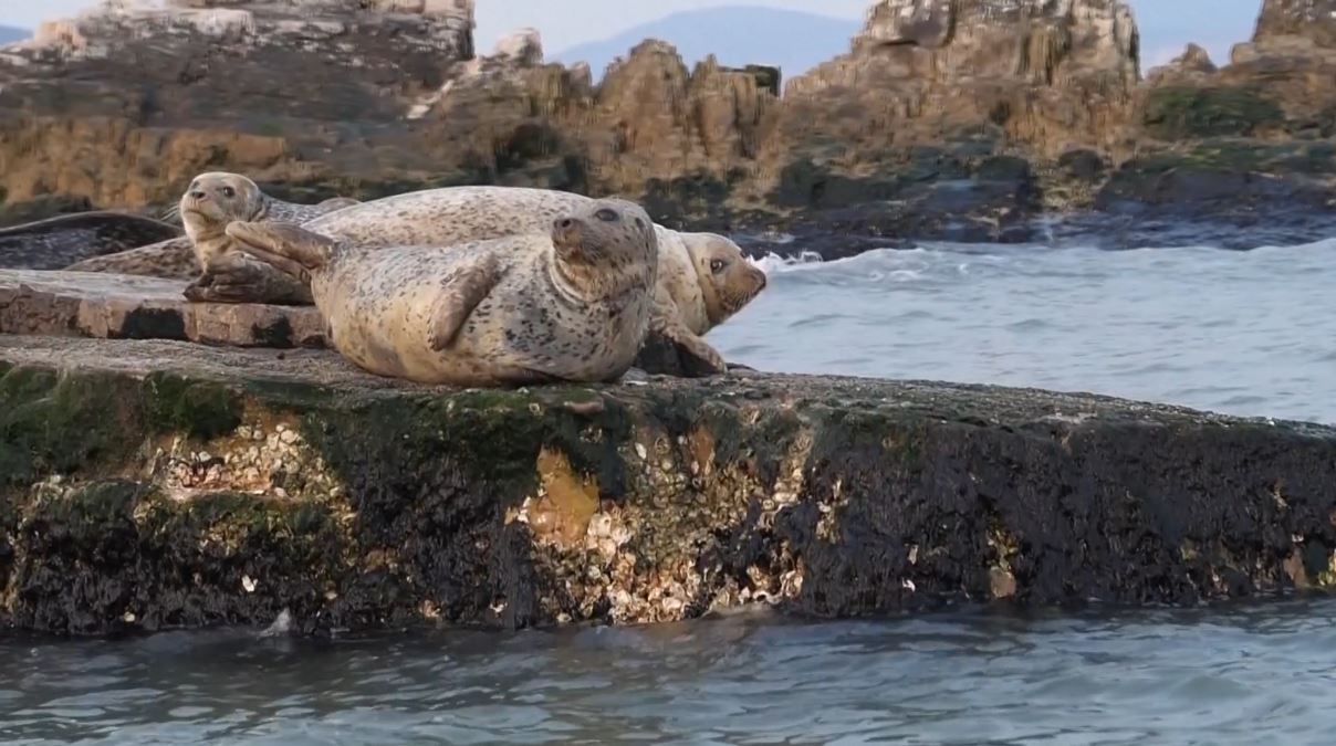 Sering dijuluki juga sebagai Panda Laut