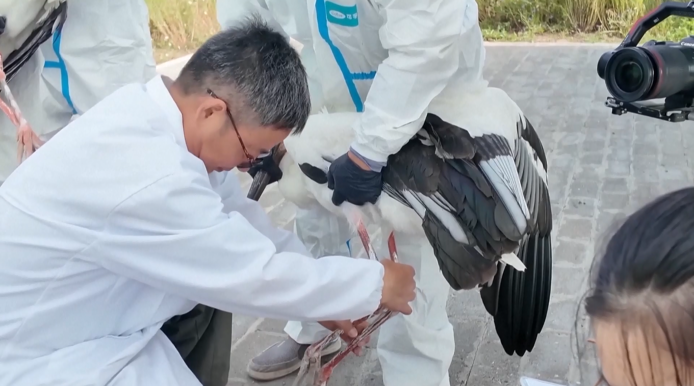 8 Ekor Bangau Putih Oriental yang Diselamatkan Kembali Dilepas ke Alam Liar di Jiangsu