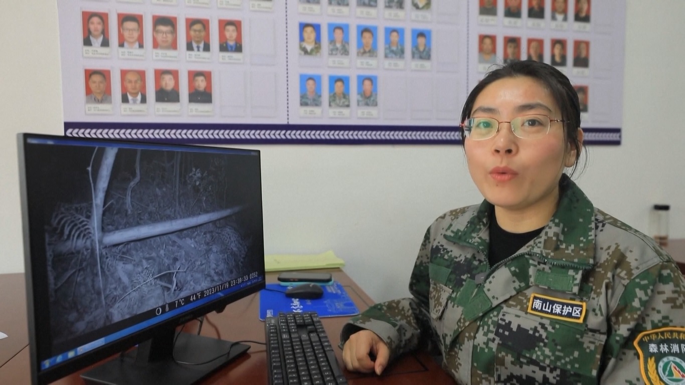 Rekaman tersebut menangkap seekor ocelot betina dan anak-anaknya saat mereka mencari makan di tengah malam