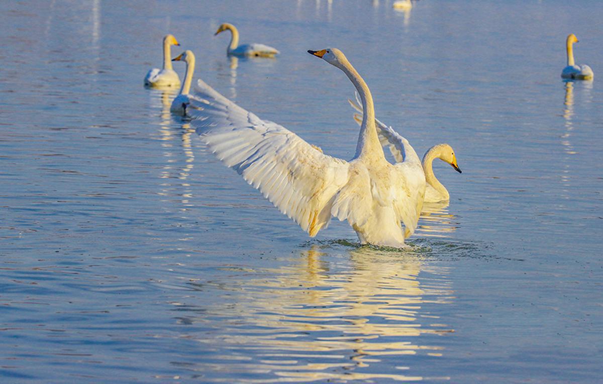 Selama 10 tahun terakhir Tiongkok telah melakukan upaya untuk menyelamatkan spesies yang terancam punah