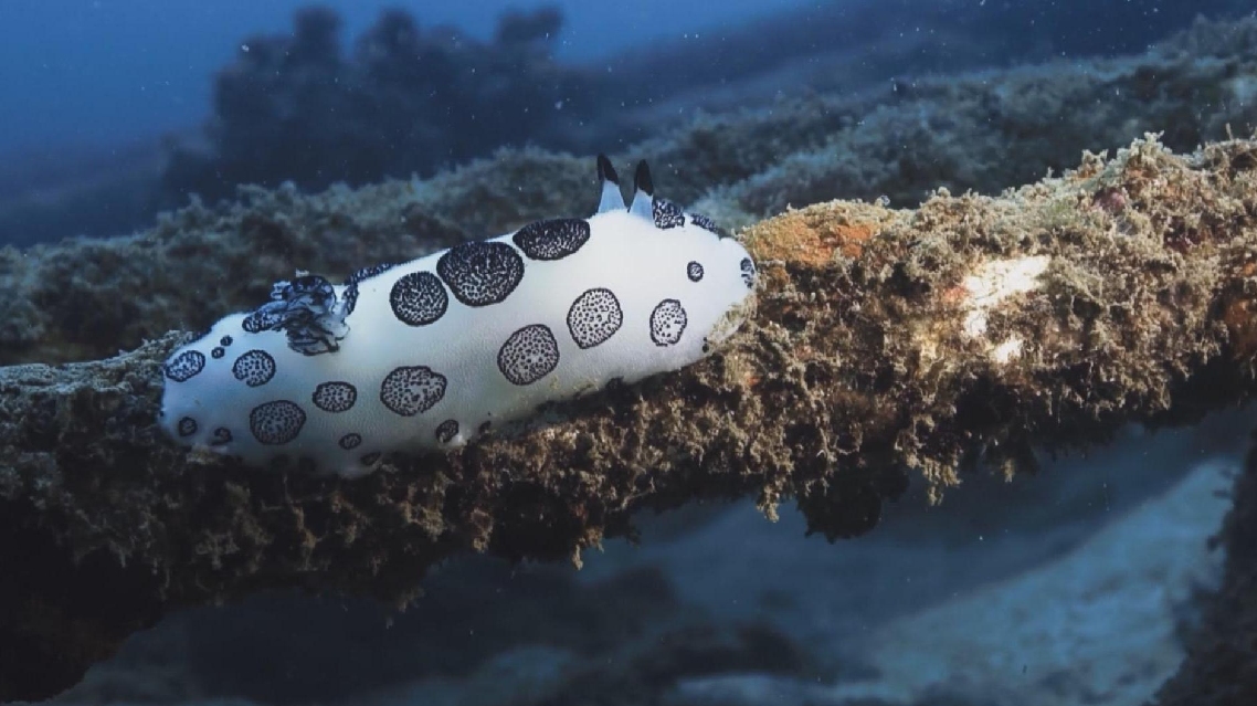 Pertumbuhan Terumbu karang yang Pesat, Membawa Kembali Spesies Laut Langka ke Pulau Wuzhizhou, Hainan