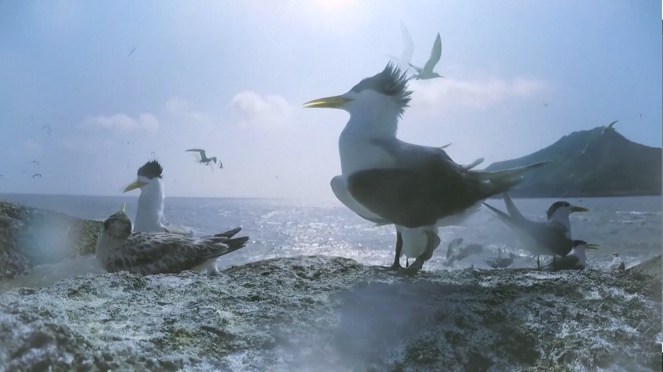 Relawan Tiongkok telah berhasil menciptakan surga penangkaran bagi burung dara jambul Tiongkok yang terancam punah di sebuah pulau di Provinsi Zhejiang