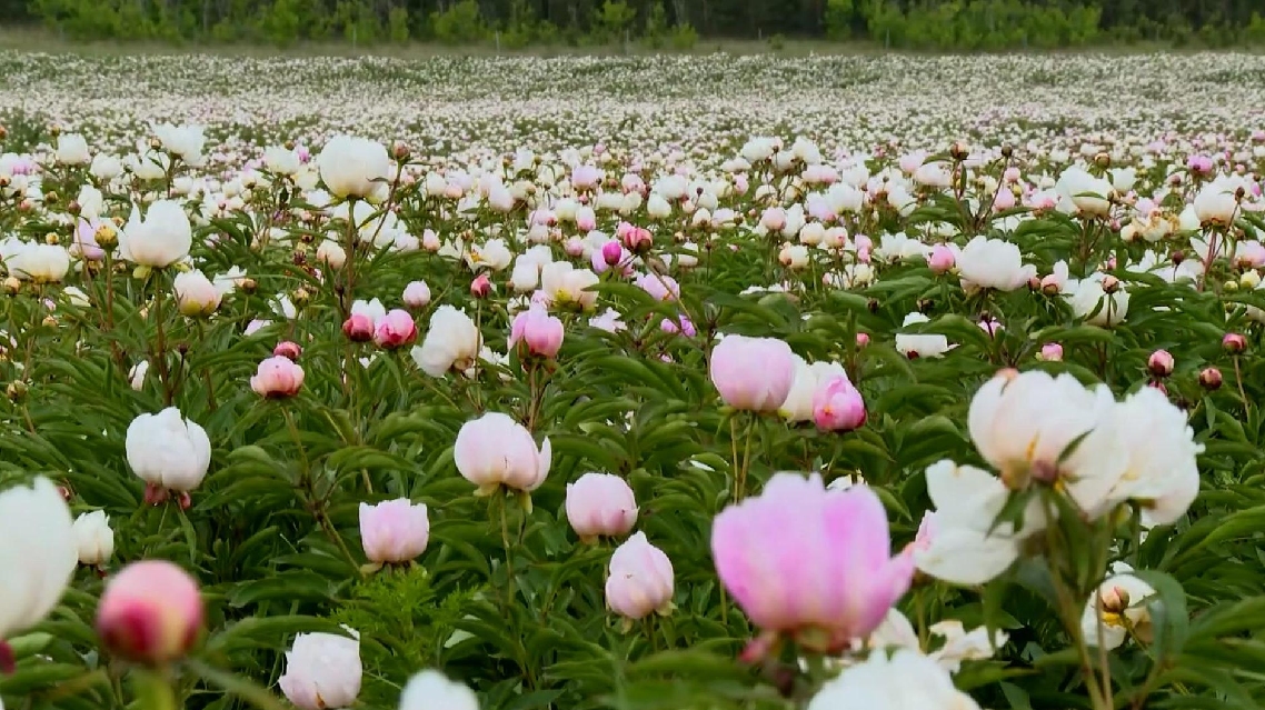 Bunga Peony Merah Bermekaran di Mongolia Dalam, Tiongkok
