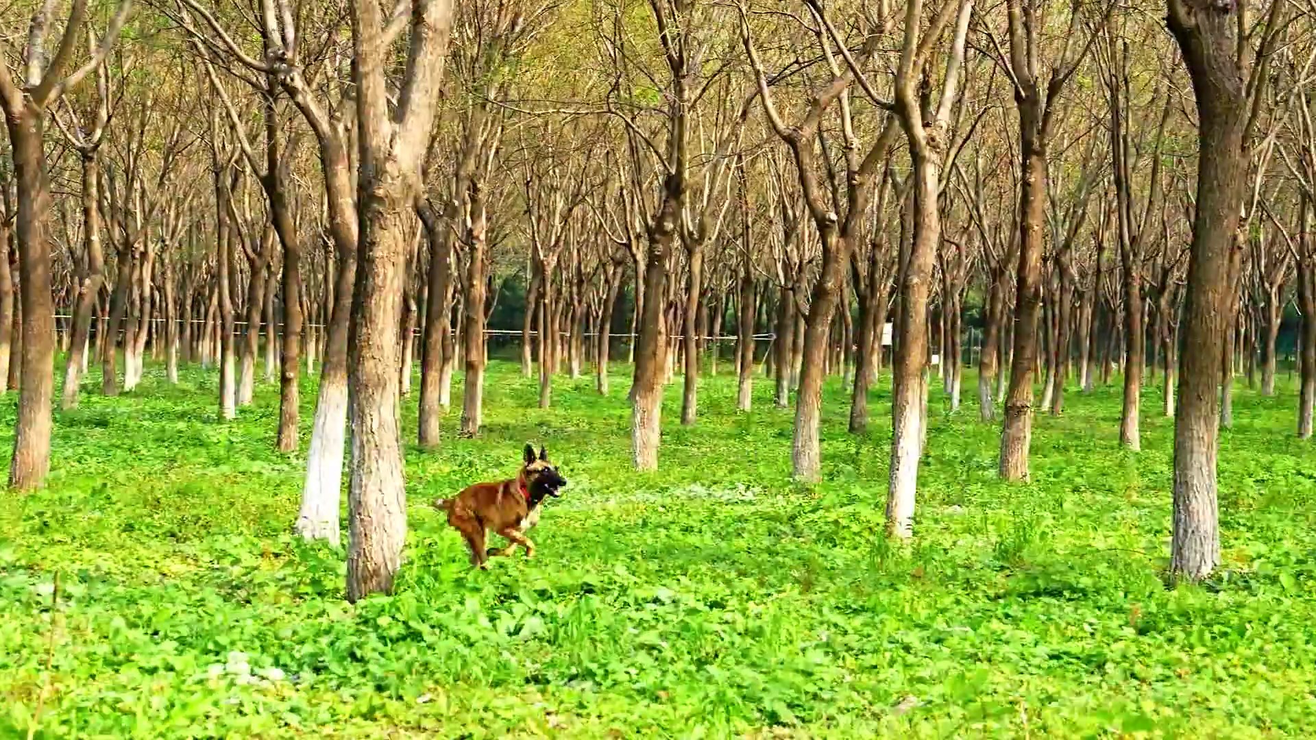 Kompetisi keterampilan anjing nasional keenam