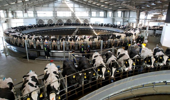 Upaya lain akan mencakup kampanye publisitas untuk menyoroti kualitas dan nilai gizi daging sapi dan susu segar
