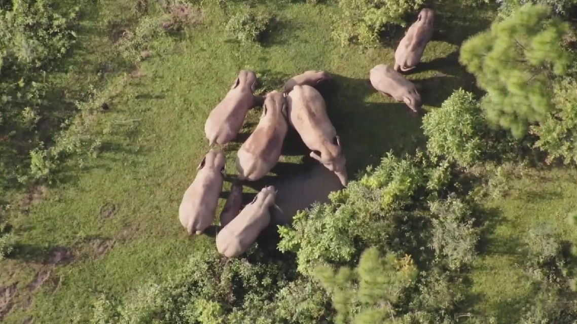 Upaya Pemantauan Meningkatkan Konservasi dan Koeksistensi Gajah Liar di Barat Daya Tiongkok
