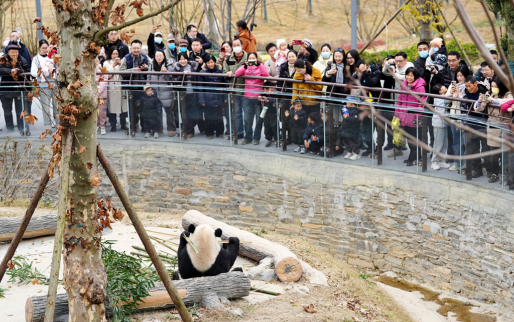Destinasi Baru Bagi Pecinta Panda: Mianyang China Giant Panda Garden