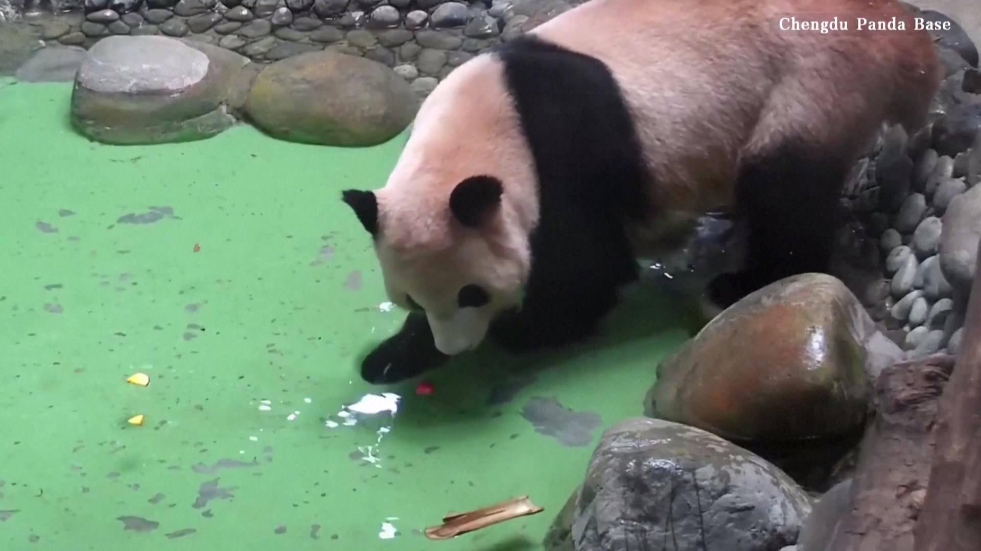 Seekor panda raksasa tertangkap sedang berjalan perlahan di dalam kolam