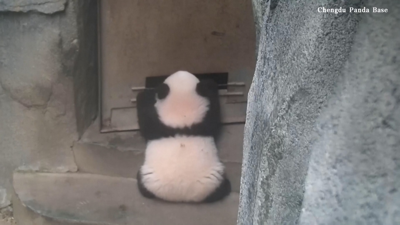 Rekaman video anak panda yang belum genap berusia satu tahun itu baru-baru ini dirilis di saluran iPanda