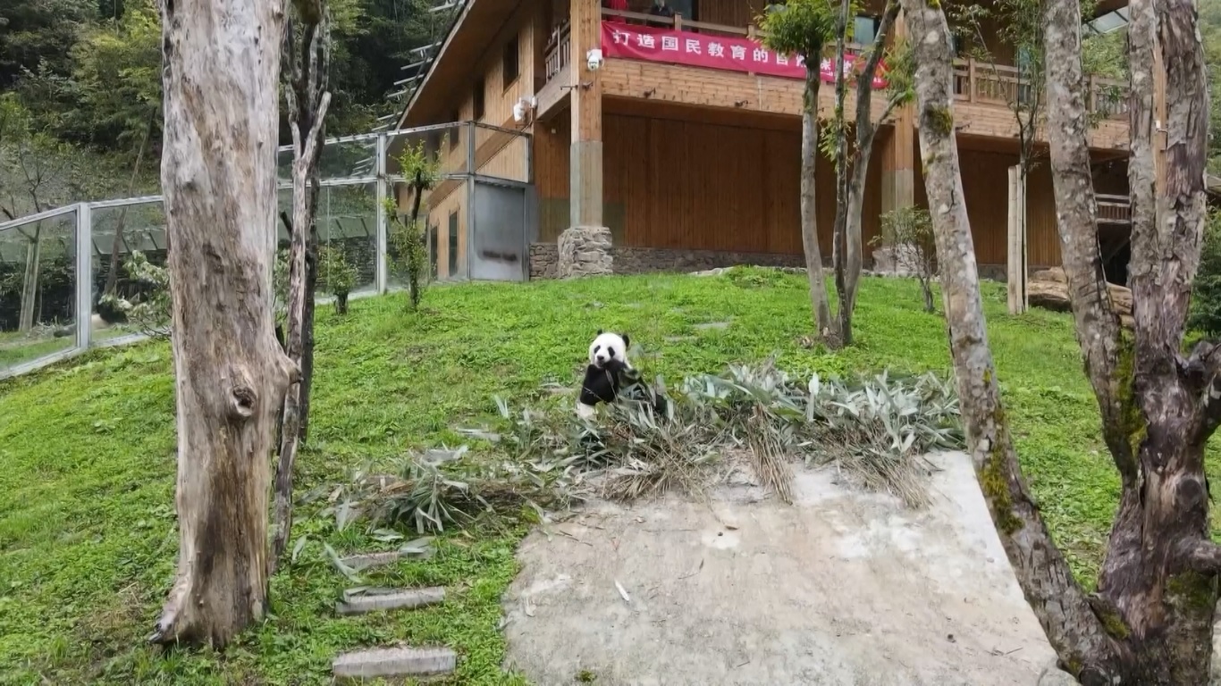 Sepasang panda raksasa itu telah bertambah berat badannya sejak pertama kali tiba di Shennongjia tujuh tahun yang lalu