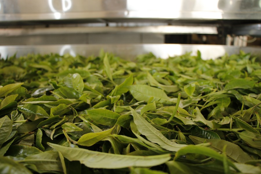 Berkaitan dengan pentingnya perlindungan terhadap pohon teh otoritas Provinsi YunnanTiongkok menerbitkan aturan mengenai yang berusia lebih dari 100 tahun yang banyak terdapat di sana