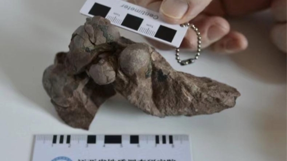 Peneliti Tiongkok belum lama ini telah menemukan jenis baru fosil telur dinosaurus di Provinsi Jiangxi Tiongkok timur