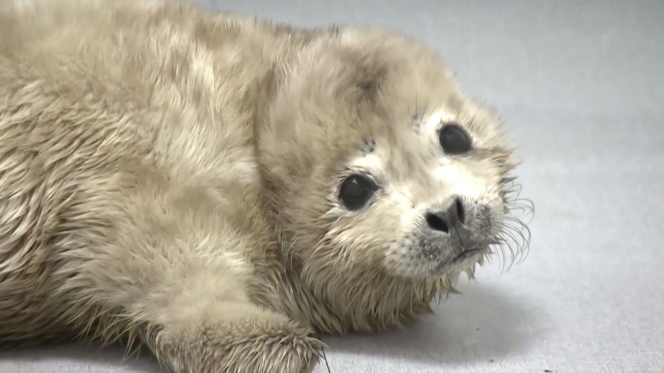 Itu merupakan bagian dari spesies yang diberi perlindungan tingkat tertinggi di bawah undang-undang satwa liar nasional Tiongkok
