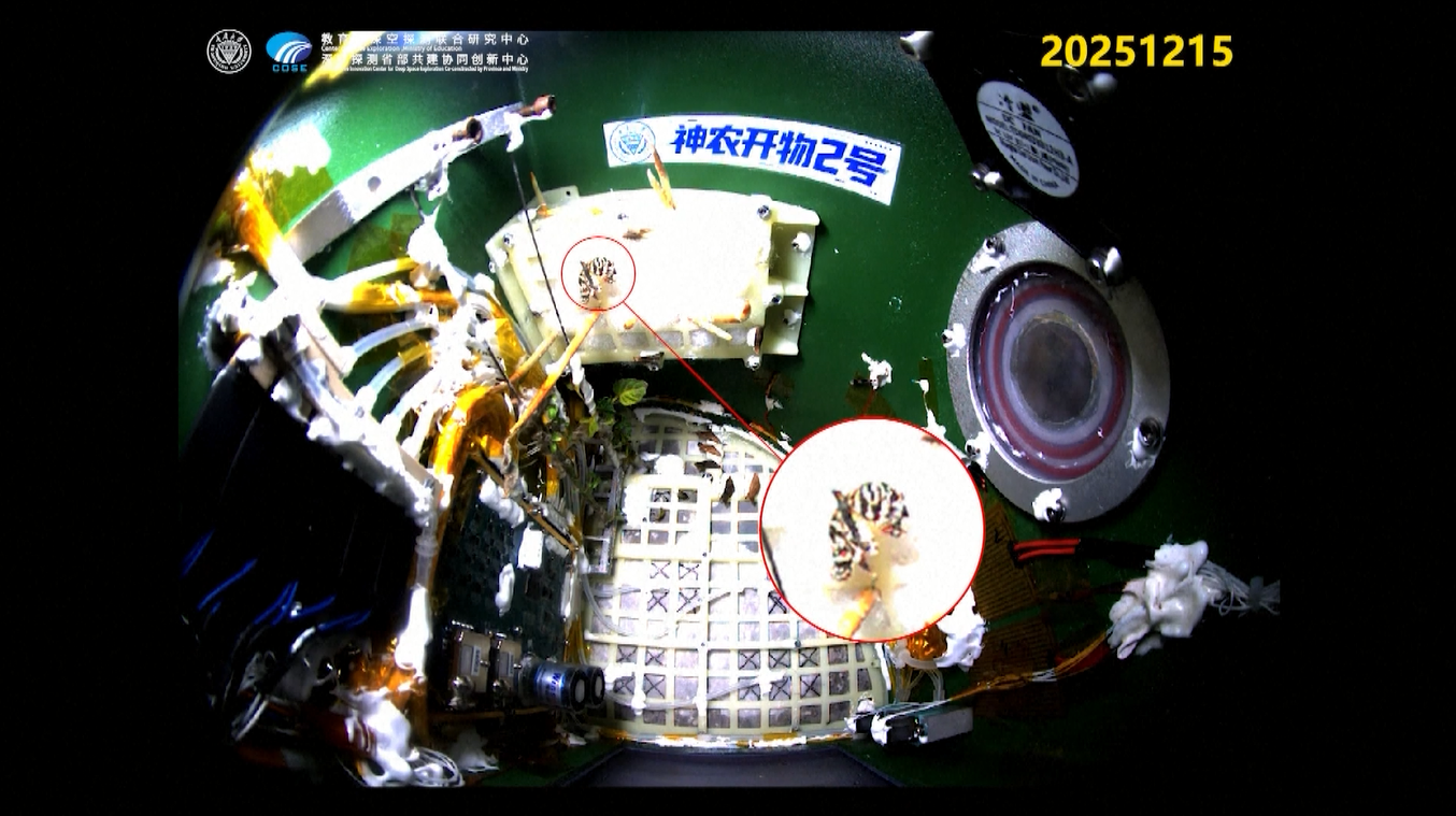 Eksperimen Luar Angkasa Tiongkok Perlihatkan Kupu-kupu Muncul dari Orbit