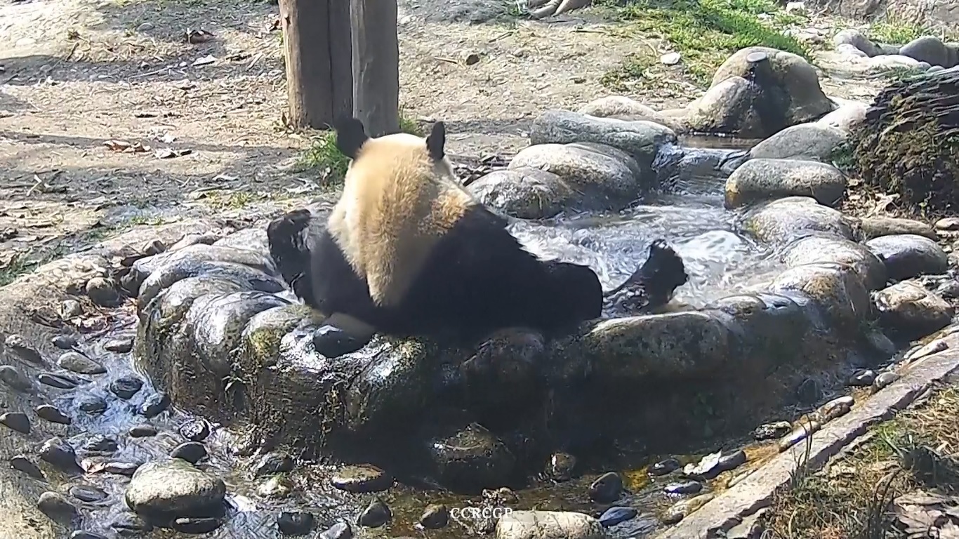 Dalam rekaman yang difilmkan di pangkalan pusat Dujiangyan