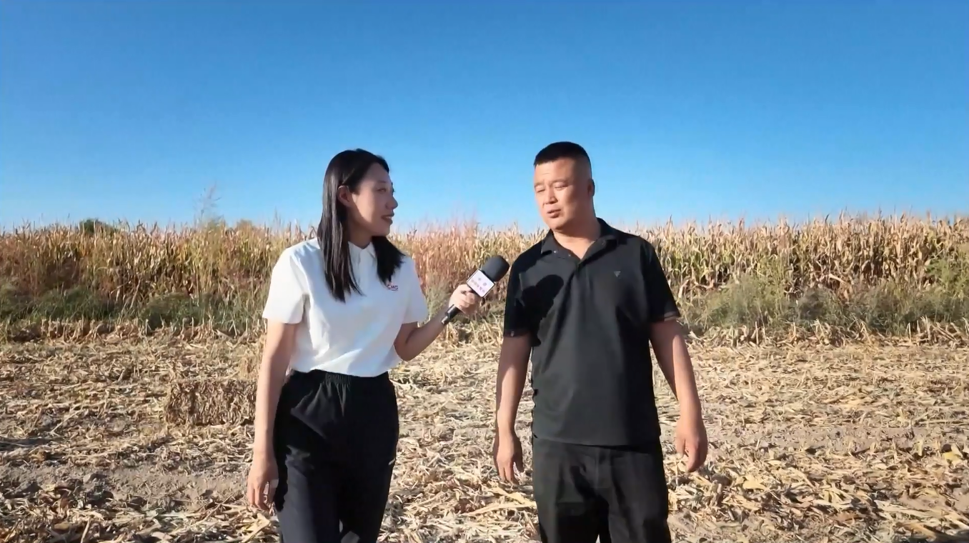 Fertigasi Tingkatkan Hasil Panen Jagung di Ili, Xinjiang, hingga Capai Rekor Dunia