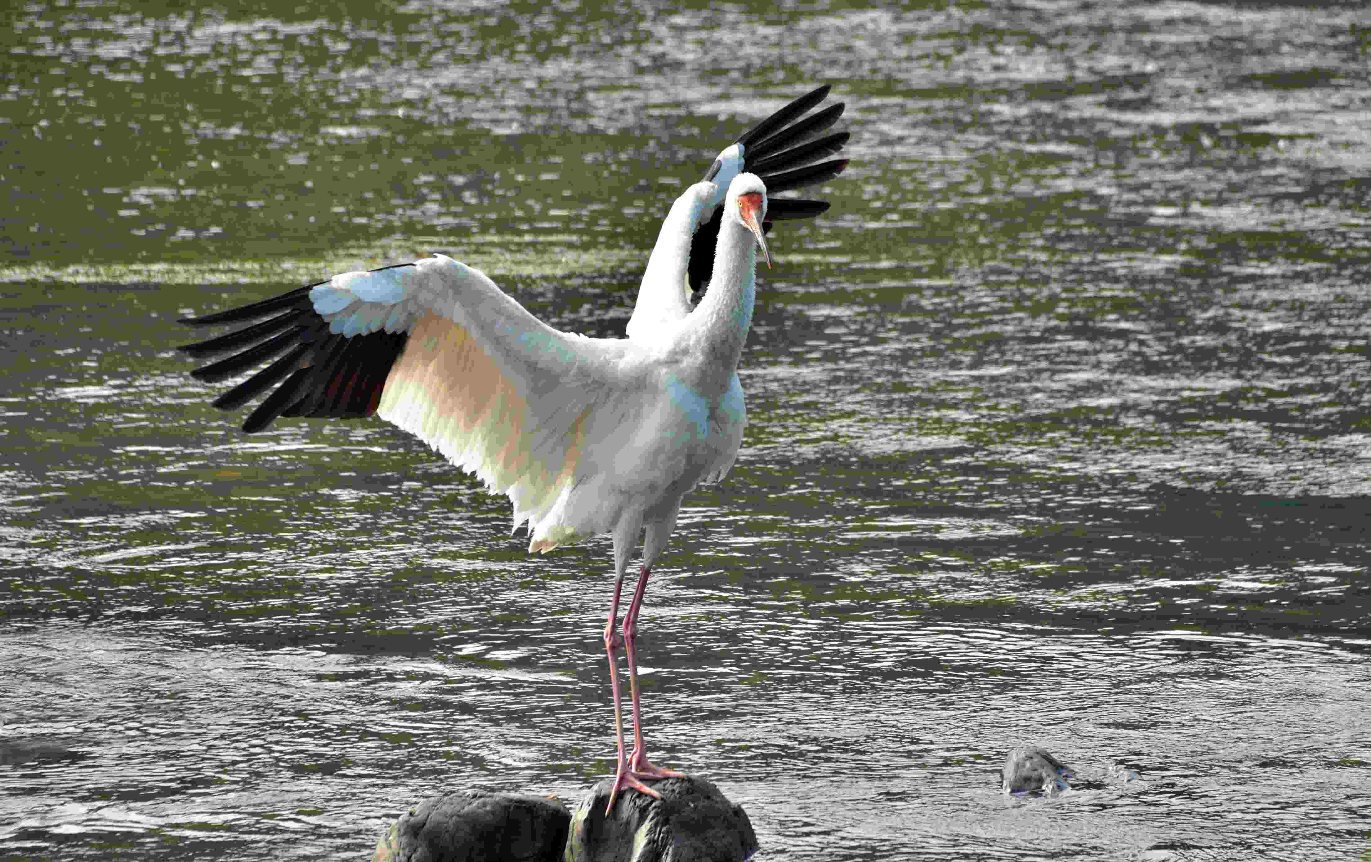 Seekor bangau putih Siberia terlihat baru-baru ini di lahan basah Qilihai di Distrik Ninghe