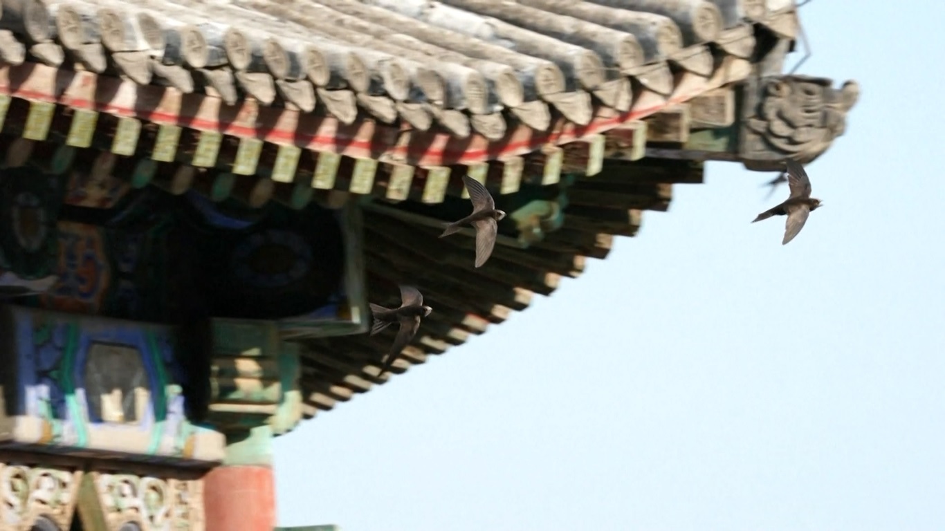 Populasi Beijing Swift telah meningkat dari tiga hingga empat ribu ekor satu dekade lalu menjadi lebih dari 10000 ekor saat ini