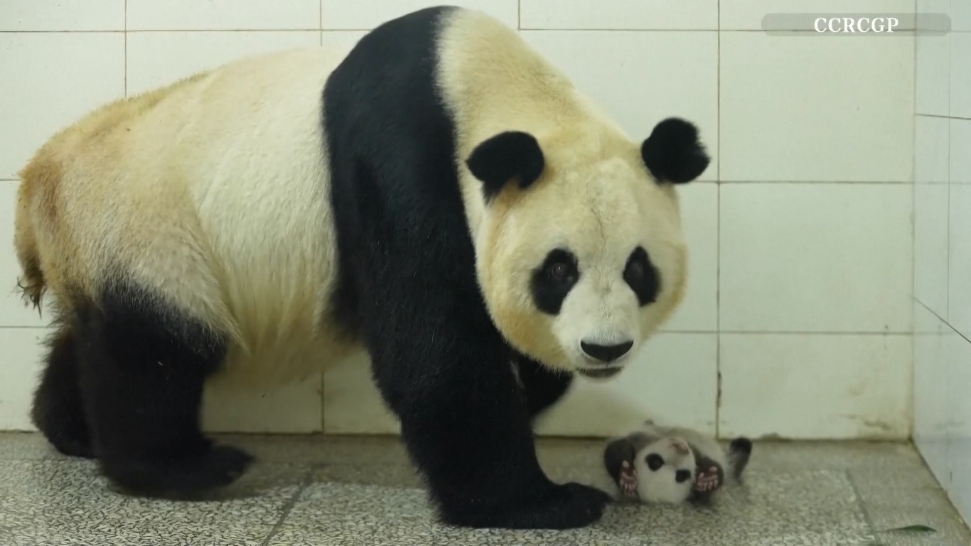 Induk Panda Raksasa Sambut Bayi Panda yang Sehat di Pangkalan Ya'an Tiongkok