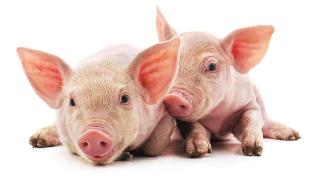 Ribuan babi di Sulawesi Selatan dilaporkan mati akibat flu babi Afrika