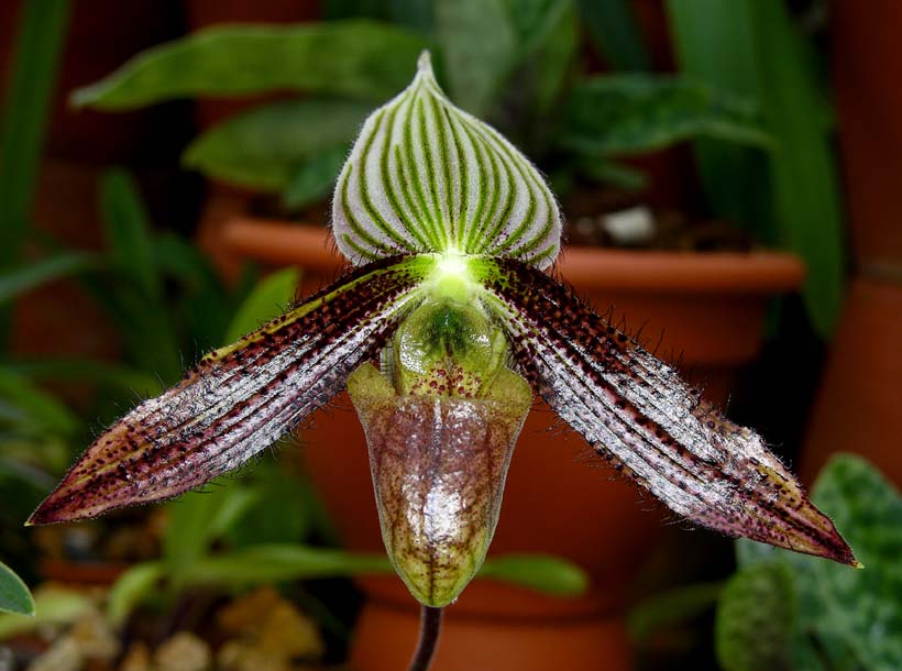 Spesies ini terdaftar sebagai tanaman yang terancam punah oleh International Union for Conservation of Nature (IUCN) Red List of Threatened Species 