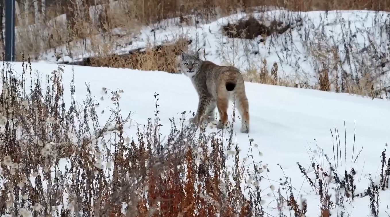 Lynx dan Rusa Besar Terlihat di Hutan Musim Dingin Heilongjiang