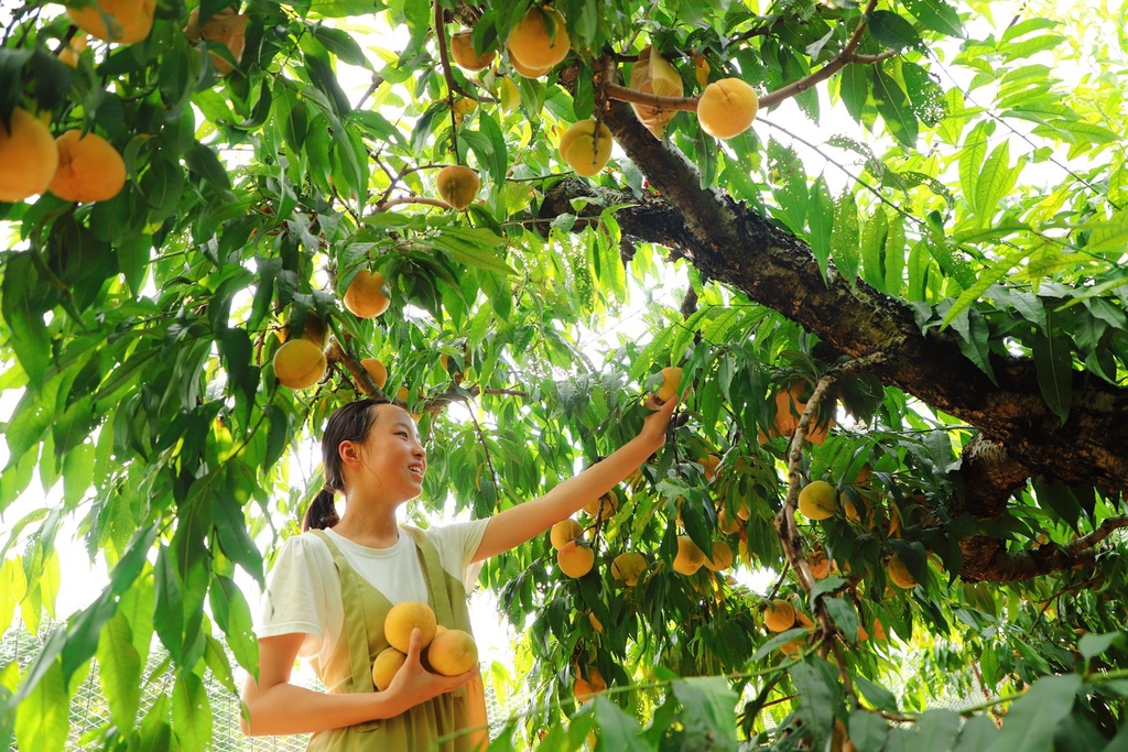 Pada bulan Agustus di tengah hari-hari awal musim gugur di kebun buah persik Komunitas Yongjian yang indah di Rugao Provinsi Jiangsu musim panen buah persik kuning telah tiba
