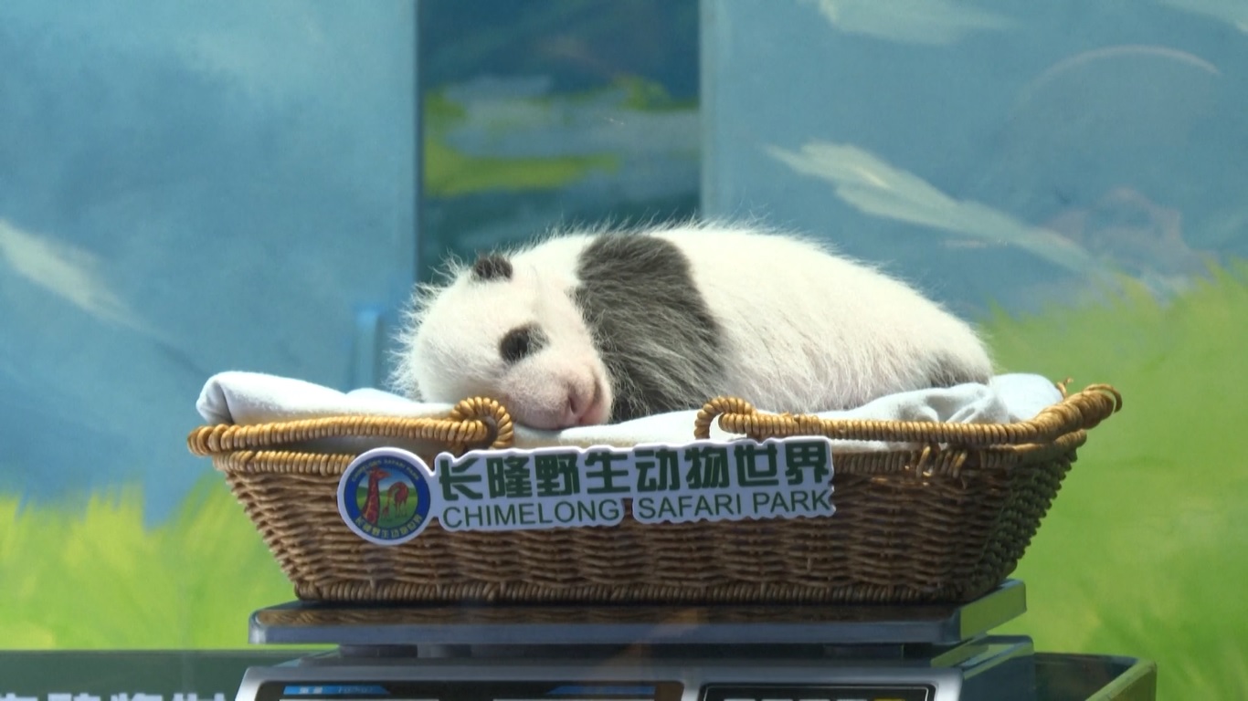 Menurut tim konservasi di Taman Safari Guangzhou Chimelong