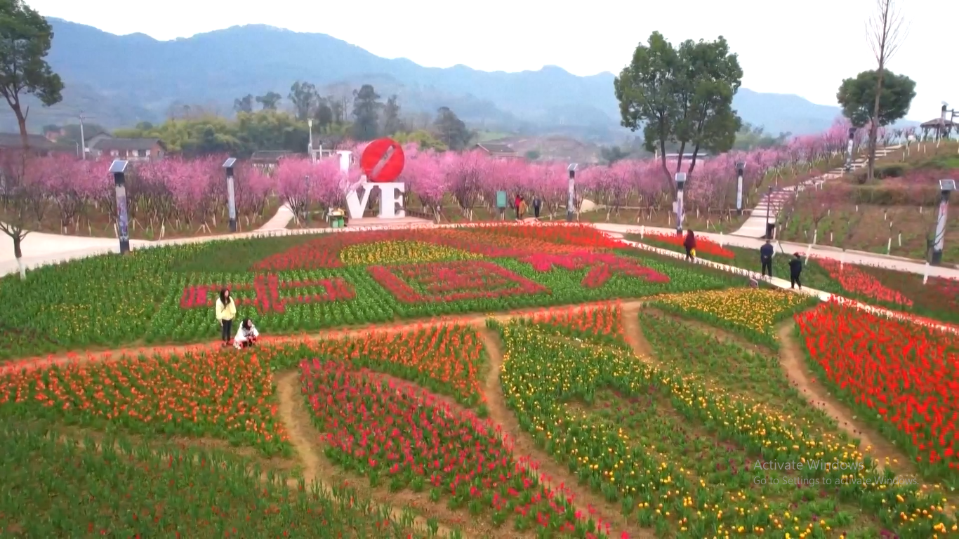 Berbagai bunga cantik bermekaran di seluruh Tiongkok disaat suhu berangsur naik memasuki musim semi Bunga-bunga tersebut lantas mewarnai negara itu dengan warna-warna yang mempesona