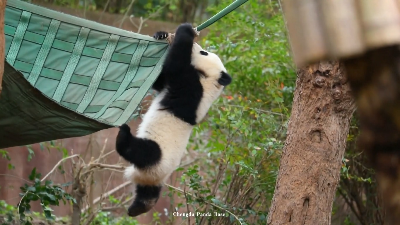 Panda muda itu tetap bergelantungan di tali selama beberapa saat sebelum menjatuhkan diri dengan manis ke tanah