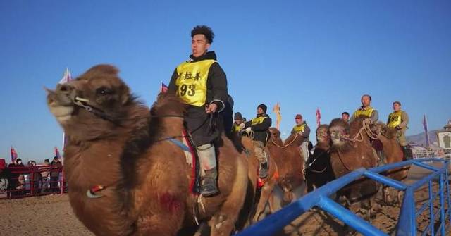 Liga Super Unta Menjadi Landmark Pariwisata Musim Dingin Baru di Tiongkok utara