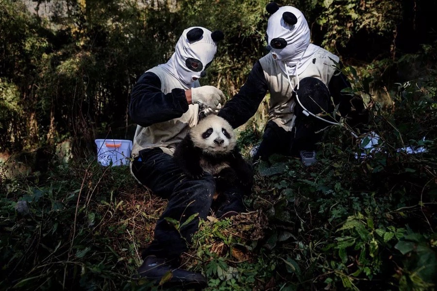 Hal tersebut bermanfaat untuk memulihkan sifat liar panda