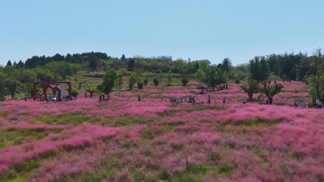 Rumput Merah Muda Melukiskan Pemandangan Musim Gugur yang Mempesona di Shandong, Tiongkok Timur