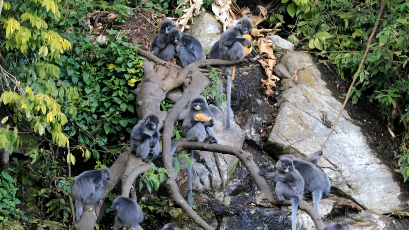 Monyet daun Phayre adalah salah satu hewan liar yang paling terancam punah di Tiongkok dan termasuk dalam daftar merah Uni Internasional untuk Konservasi Alam