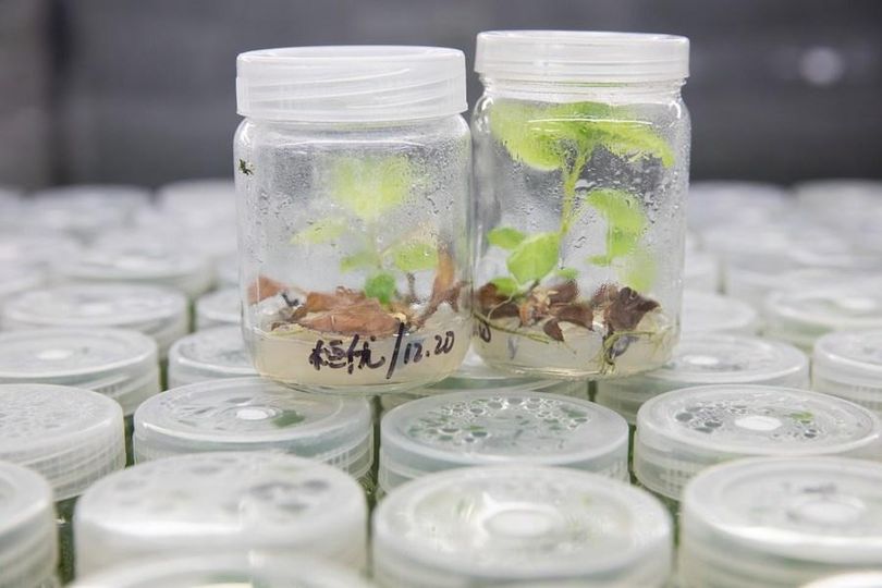 Tim ilmuwan Tiongkok menemukan mekanisme molekuler tahan dingin pada buah kiwi yang memberikan potensi untuk mengurangi kerusakan tanaman terkait suhu dingin