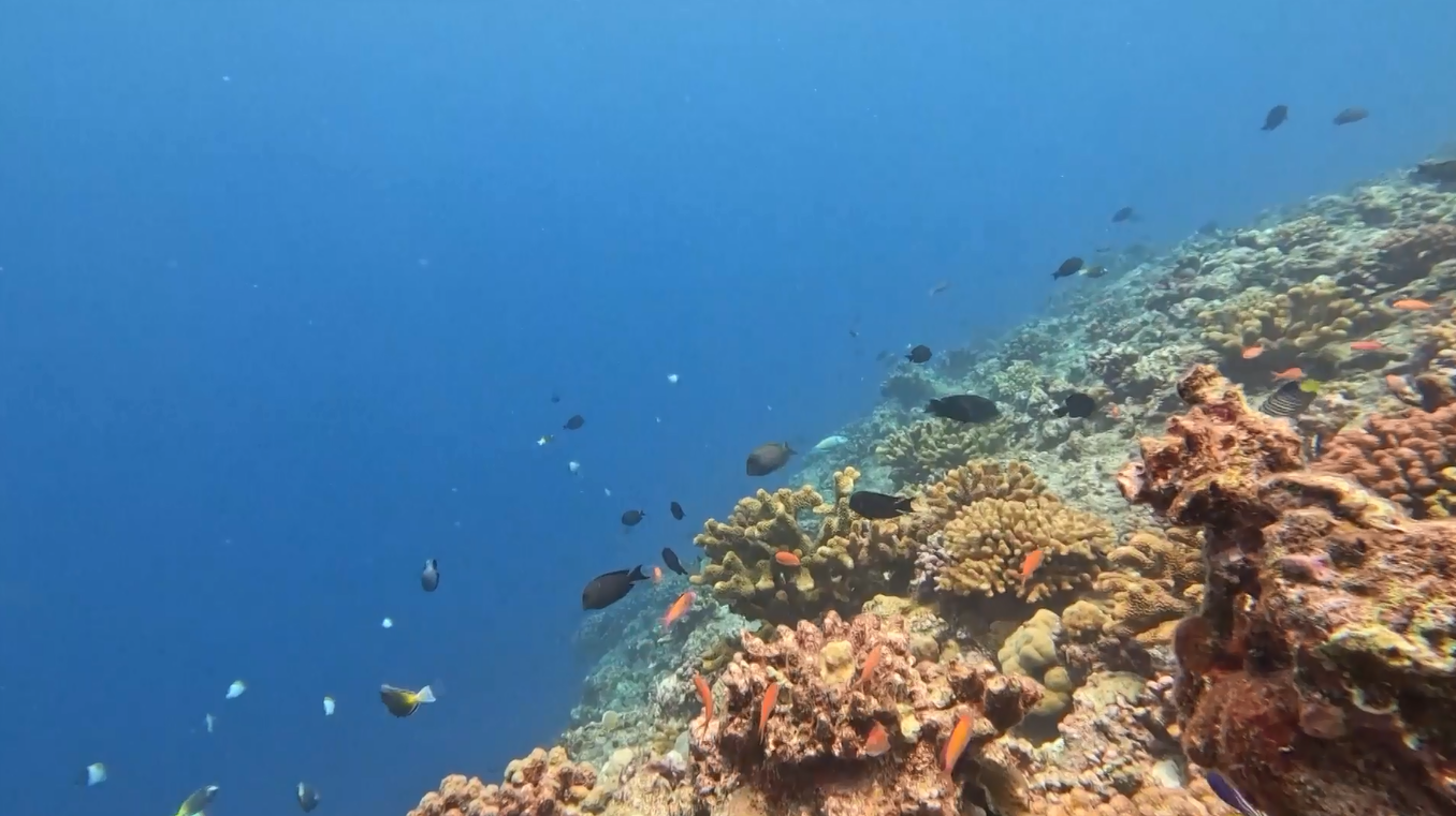 Kementerian Ekologi dan Lingkungan Hidup Tiongkok Rilis Rekaman Bawah Air Terbaru dari Huangyan Dao