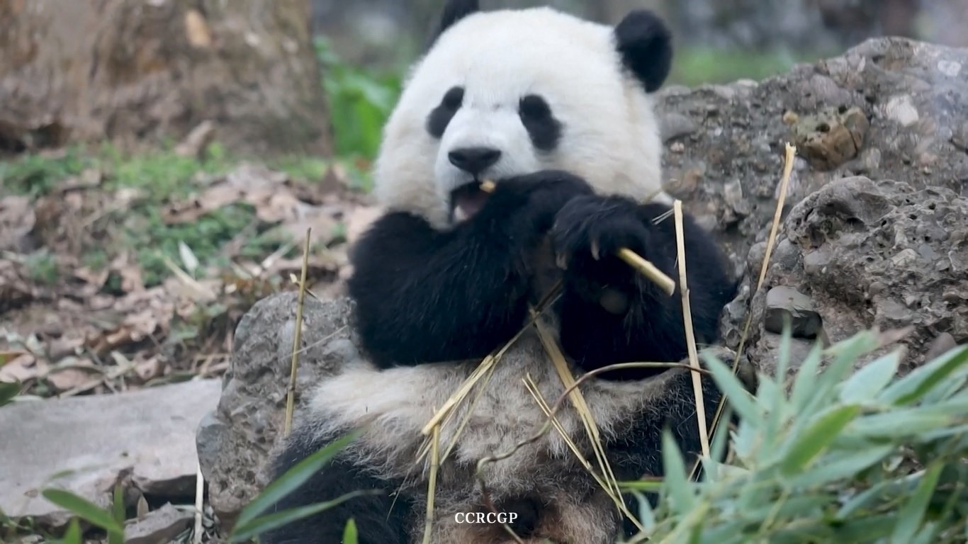 Panda raksasa pencinta makanan bernama Bao Yuan itu lahir di pangkalan Dujiangyan pada tahun 2021