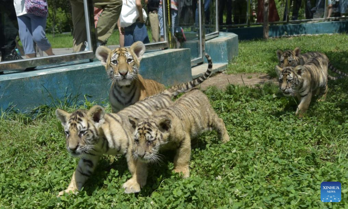Kerja Sama Tiongkok-Rusia Membantu Harimau Amur Berkeliaran Bebas Melintasi Perbatasan, Meningkatkan Pemulihan Populasi Liar