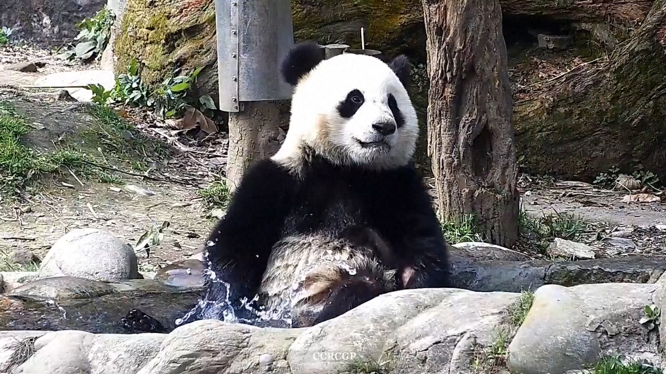 Adegan itu ditangkap di platform multimedia iPanda