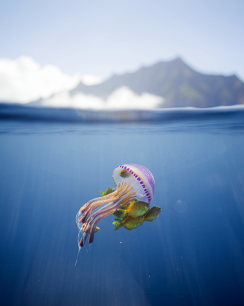 Tanggal 8 Juni diperingati sebagai Hari Laut Sedunia momen untuk merayakan dan merenungkan peran penting lautan sebagai tempat lahirnya kehidupan dan paru-paru planet kita