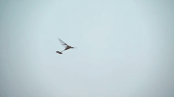 Tim peneliti universitas di  Tiongkok telah membuat rekor Guinness baru untuk durasi penerbangan terpanjang dari ornithopter