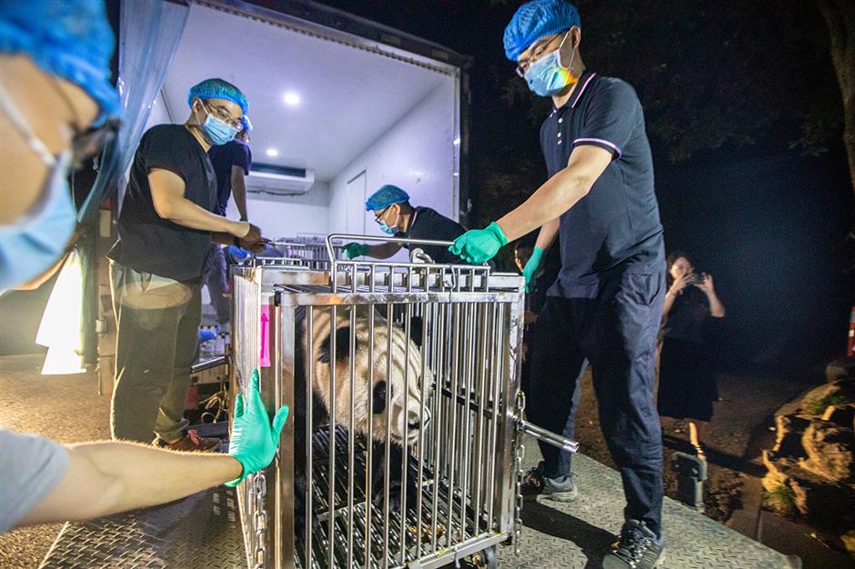 Kebun Binatang Hangzhou telah disetujui oleh Administrasi Kehutanan dan Padang Rumput Nasional untuk mempopulerkan pengetahuan ilmiah tentang panda dalam tiga tahun berikutnya