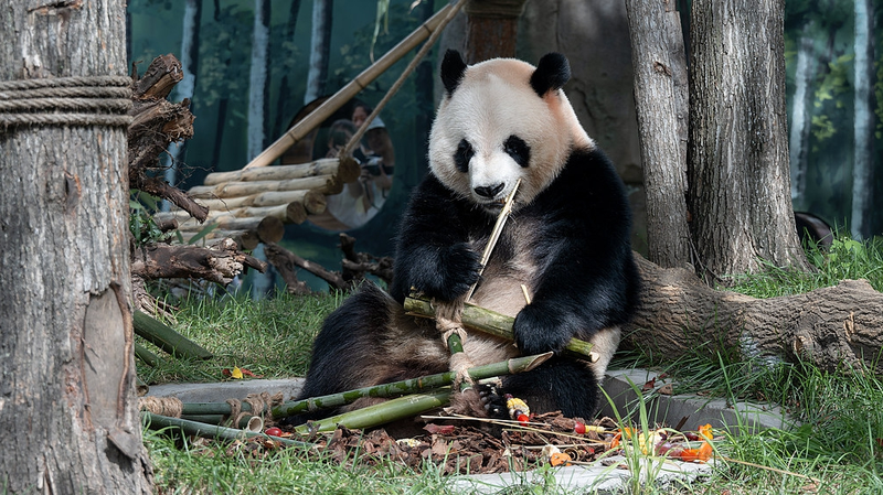 Panda Raksasa Kembar Debut di Habitat Baru Harbin