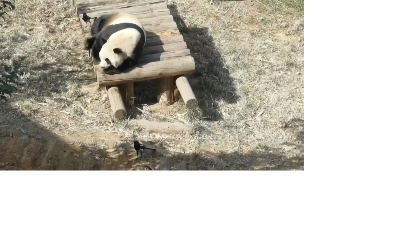 Zheng Zheng sedang bersantai di bawah sinar matahari ketika murai datang dan mulai mencabuti rambutnya