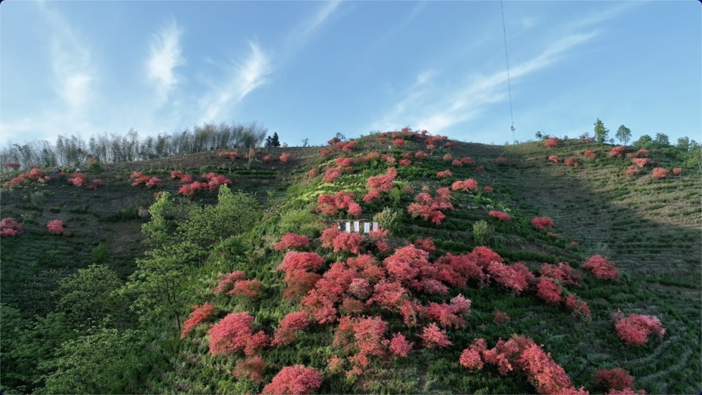 Bunga Azalea menghiasi Gunung Baiyun di Anhui E Tiongkok Gunung Baiyun terletak di Desa Yucun