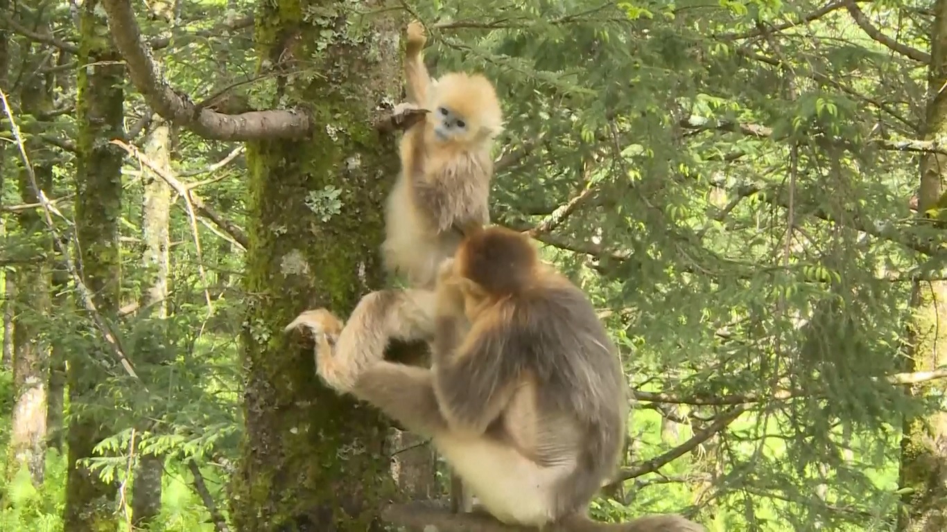 Monyet-monyet tersebut tersebar di area seluas 401 kilometer persegi di Shennongjia
