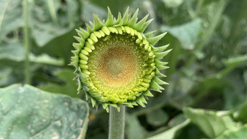 Para ilmuwan membuktikan tumbuhan bisa berbicara lewat rekaman suara dari penelitian mereka